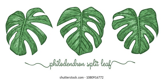 Leaves of philodendron elements set. Botany hand drawn graphic illustration. Collection of philodendron foliage on a white background. Vector beautiful, decorative illustration