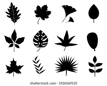 leaves plant black color for nature and white background.