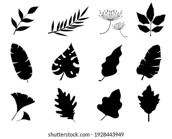 leaves plant black color for nature and white background.