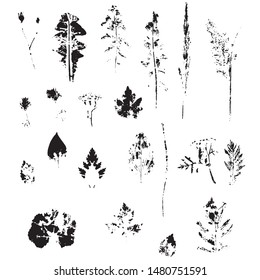 The leaves of the plant, the contours, the set of elements, vector, isolated on white background