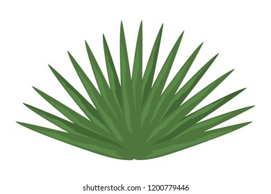 Leaves plant isolated
