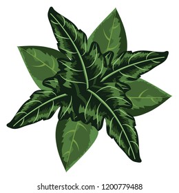 Leaves plant isolated