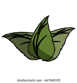 Leaves plant isolated