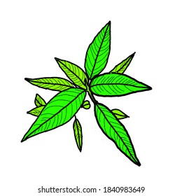 Leaves are a plant organ that grows from twigs, usually green (containing chlorophyll) and mainly functions as a catcher of energy from sunlight for photosynthesis.