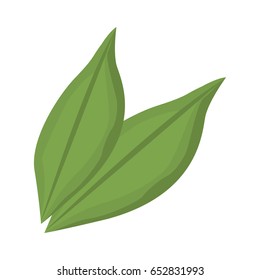 leaves plant spring nature foliage garden