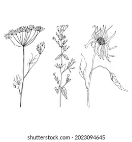 Hojas y plantas dibujadas a mano con ilustración plana. Elementos de diseño botánico. Conjunto de imágenes prediseñadas de esbozo vectorial.