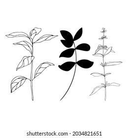 Leaves and plants hand drawn flat illustration. Botanical design elements. Vector sketch clip art set.