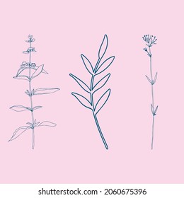 Leaves and plants hand drawn flat illustration. Botanical design elements. Vector sketch clip art set.
