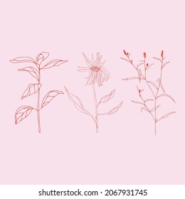 Blätter und Pflanzen, handgezeichnet, flache Illustration. Botanische Design-Elemente. Videoclip-Clipart-Set für Vektorgrafiken.