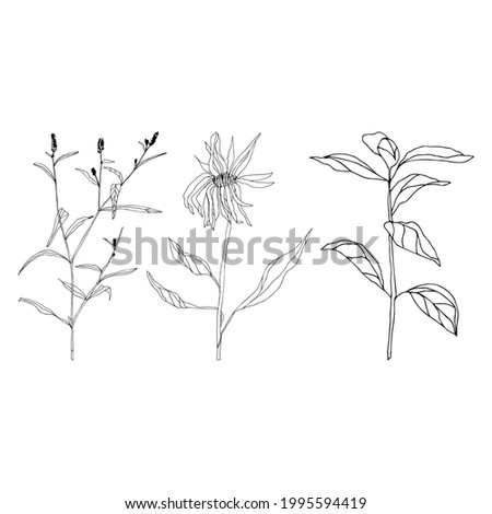 Leaves and plants hand drawn flat illustration. Botanical design elements. Vector sketch clip art set.