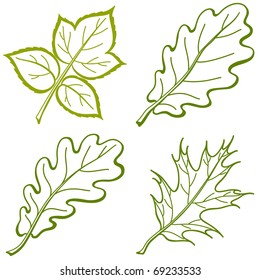 Leaves of plants, nature objects, vector, set pictogram: raspberry, oak, oak iberian