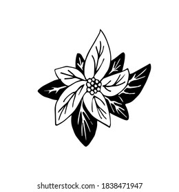 The leaves Poinsettia are hand-drawn in the style of Doodle lines . Vector Christmas icon of Poinsettia. Christmas icon of new year plants. Isolated on a white background