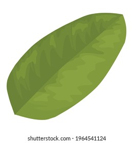 Leaves of Pomegranate hand drawn and realistic style on white background, isolated leaf of red fruit. colorful cartoon style illustration