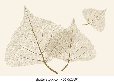 Leaves with ribs, autumn color