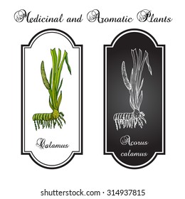 Leaves and root of Acorus calamus. Vector illustration