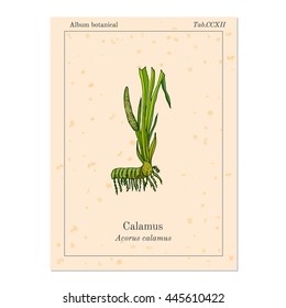 Leaves and root of Acorus calamus. Vector illustration