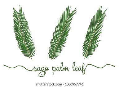 Hojas de elementos de palma de sago. Ilustración gráfica dibujada a mano en botánica. Colección de follaje sagú sobre fondo blanco. Vector hermoso, ilustración decorativa