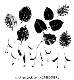 Leaves and seeds of the linden tree. An imprint of a natural leaf of a tree. Set of botanical isolated elements. Suitable for design, print, postcard, and pattern. Vector illustration.