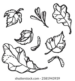 Leaves and seeds from trees