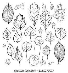 Leaves and seeds of trees. Vector sketch illustration 