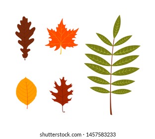 Leaves. Set of autumn leaves on white background. Vector illustration