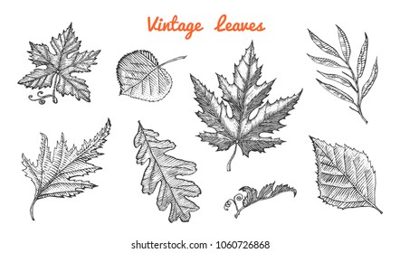 Leaves set, Flower and medicinal herb. Rustic decorative plant. Wedding botanical garden. Vector illustration. engraved hand drawn in vintage victorian sketch. Maple and poplar, oak, birch, chestnut.