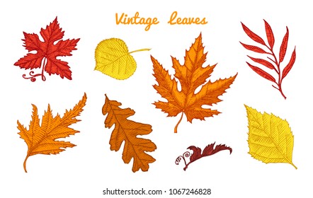 Leaves set, Flower and medicinal herb. Rustic decorative plant. Wedding botanical garden. Vector illustration. engraved hand drawn in vintage victorian sketch. Maple and poplar, oak, birch, chestnut.
