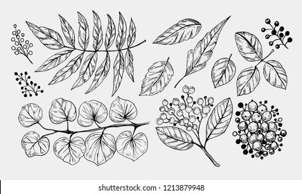 Leaves set. Hand drawn decorative elements. Vector illustration