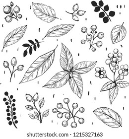 Leaves set. Hand drawn decorative elements. Vector illustration