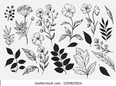 Leaves set. Hand drawn decorative elements. Vector illustration