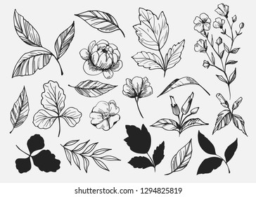 Leaves set. Hand drawn decorative elements. Vector illustration