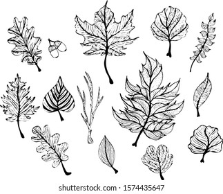 Leaves set. Hand drawn decorative elements. Vector illustration. Vector natural set
