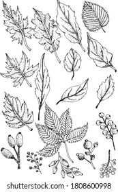 Leaves set. Hand drawn decorative elements. Vector illustration. Vector natural set