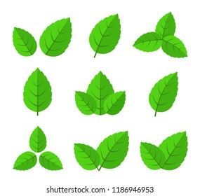 leaves set icons