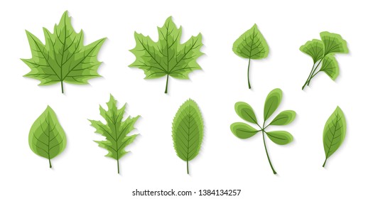 Leaves set isolated. Flat style. Plants, flowers, bushes. Modern trendy minimalistic and simple design. Bright green summer, spring colors. Cartoon style. Floral background. Vector illustration.