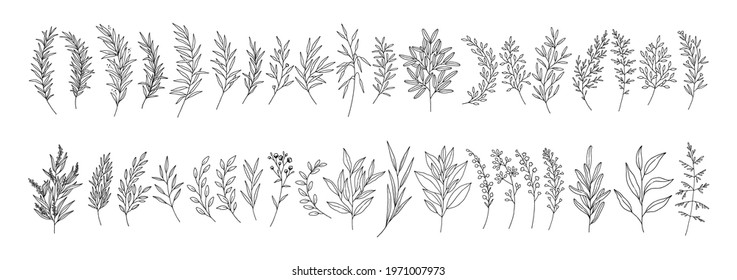 Leaves set, line art hand drawn branches. Meadow herbs, wild plants, twigs, botanical elements for design projects, wedding decoration. Vector illustration, black outline, isolated on white.