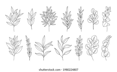 Leaves set, line art hand drawn branches. Twigs of eucalyptus, rosemary, olive. Botanical elements for design projects, wedding decoration. Vector illustration, black outline, isolated on white.