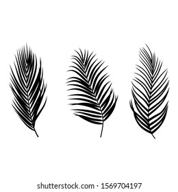 Leaves set. Palm leaf silhouette. Nature decor