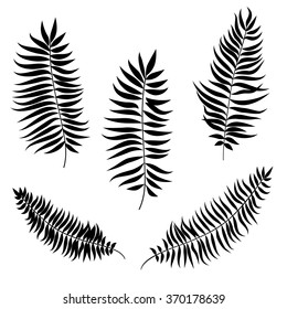 Leaves set. Palm leaf silhouette. Nature decor collection