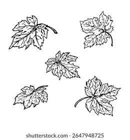 Folhas, conjunto de silhuetas, esboço de tinta preta e branca. Ilustração vetorial. Ácer, folhas de uva e abóbora, isoladas em um fundo branco. Tema da primavera, outono, floresta para cartões postais, convites
