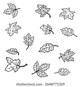 Leaves, set of silhouettes, black and white ink sketch. Vector illustration. Maple, grape and pumpkin leaves, isolated on a white background. Theme of spring, autumn, forest for postcards, invitations