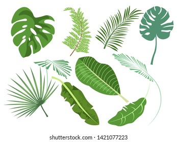 Leaves Set of various plants. In minimalist style. Cartoon flat vector illustration