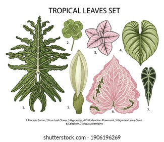 Leaves set vector botanical illustration, tropical exotic plant, jungle foliage isolated on white background.