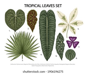 Leaves set vector botanical illustration, tropical exotic plant, jungle foliage isolated on white background.