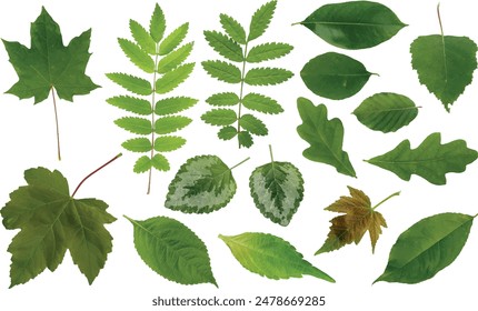 
leaves set. vector file. isolated. transparent