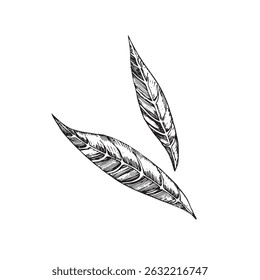 Deixa ilustrações vetoriais definidas. Coleção de esboços de folhas de nogueira de tinta desenhada à mão. Isolado em objetos de plano de fundo brancos para design