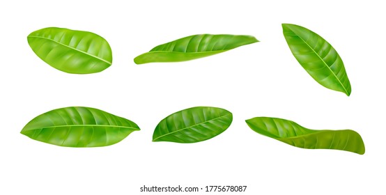 Leaves sets in different postures on a white background.
Realistic EPS file.