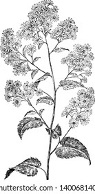 The leaves shape look like a heart. The upper leaves are small size other than lower leaves. Flowers have grown to the top of the branches, vintage line drawing or engraving illustration.
