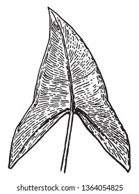 Leaves are sharp from the top edge known by common name green arrow arum. This is an emergent perennial herb growing from a large rhizome and producing many large leaves, vintage line drawing