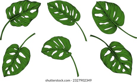 Leaves silhouette isolated on white set. Monstera hand drawn illustration.